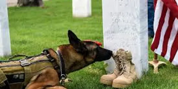 Service dog paying respects at a military memorial